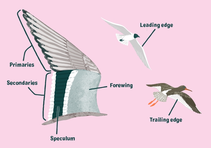 A labelled illustrated guide to the parts of the wing of a bird