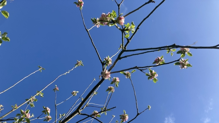 apple blossom.jpg