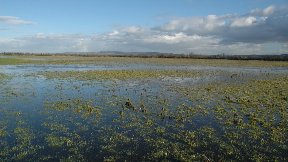 Wetland Word of the Week 10