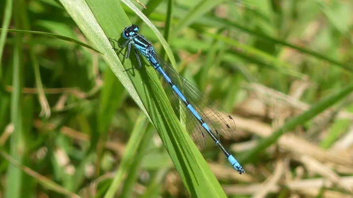 azure damselfly marianne nicholson.JPG