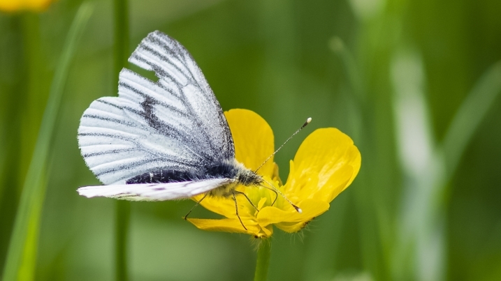 green veined white credit Faith Hillier (14).jpg