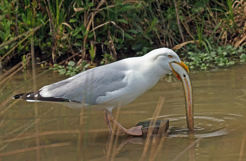 Herring gull966x635.jpg