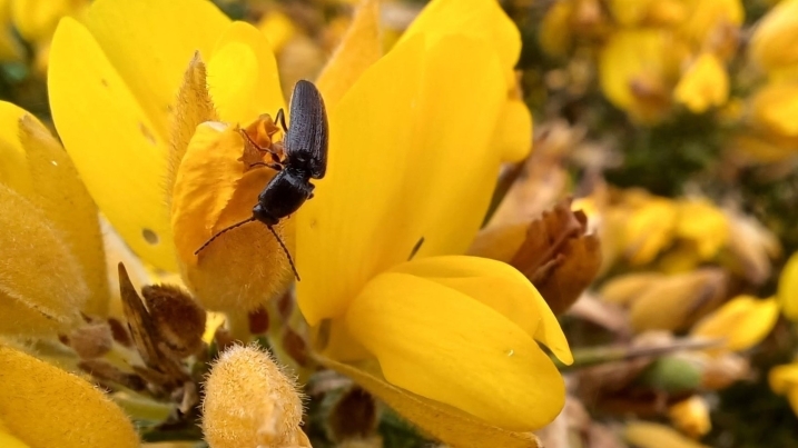 gorse - click beetle.jpg