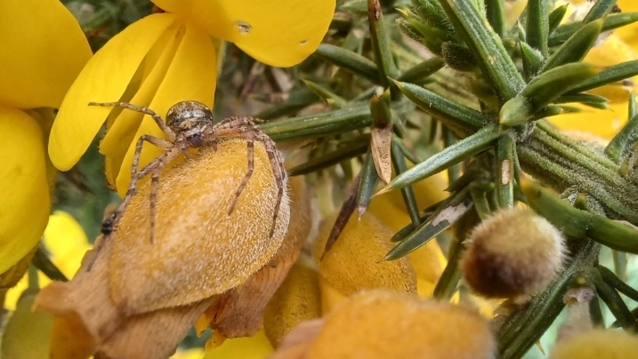 gorse - spider.jpg