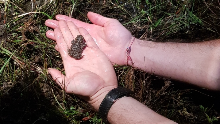 natterjack in hand.jpg