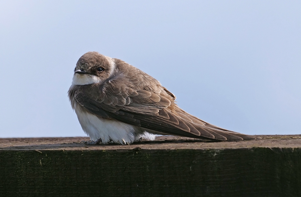 Sand martin citizen survey now live!