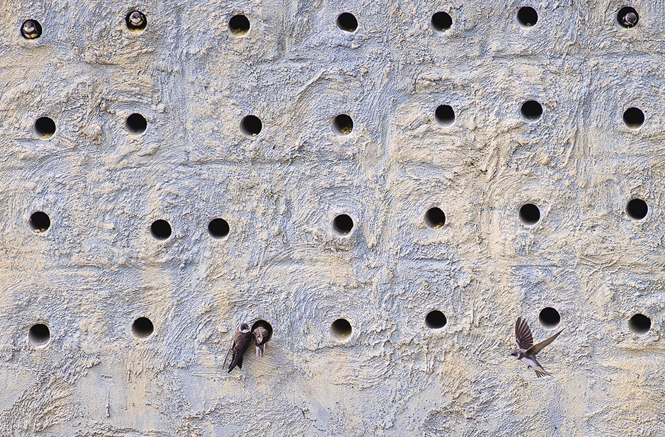 Sand martin on Wader Lake - Mark Whitelock - March 24 966x635.jpg