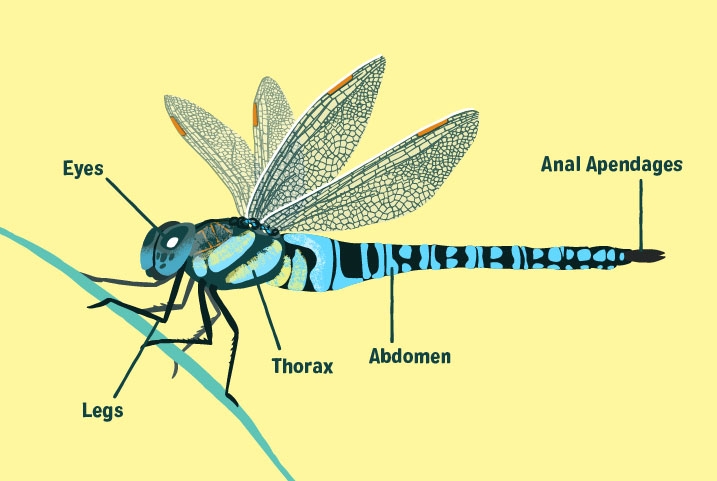 A guide to identifying the parts of a dragonfly