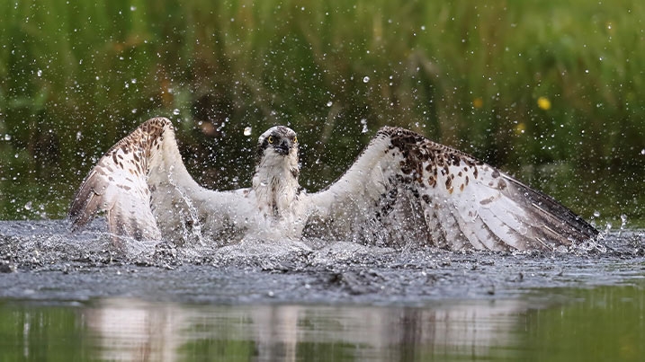 Osprey in water