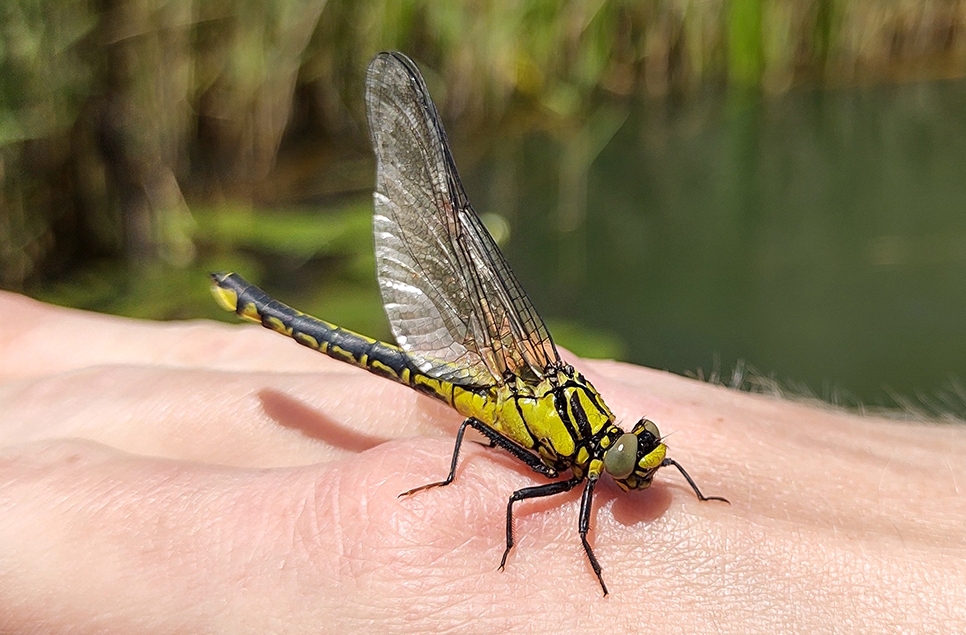 Clubtail dragonfly appears back at Arundel