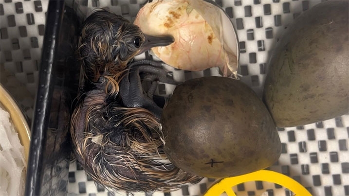 Recently hatched Black-tailed Godwit chick with eggs