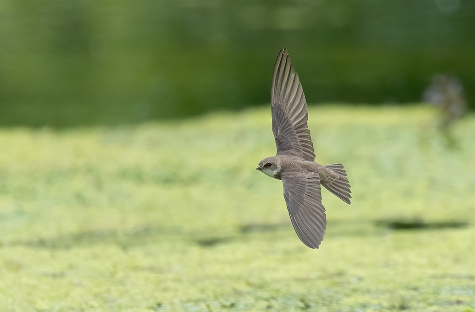 Fledglings!