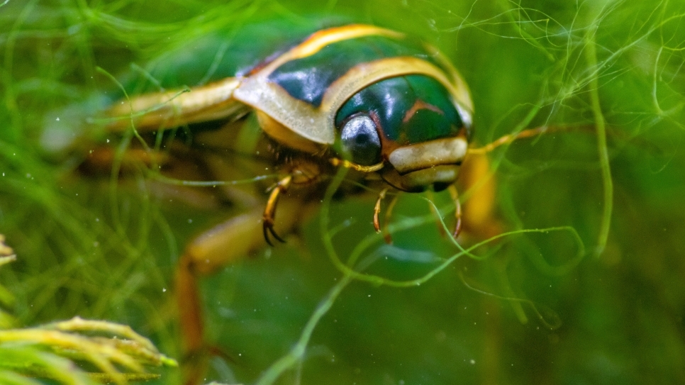 A beast of a beetle