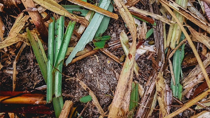 Gnawed vegetation