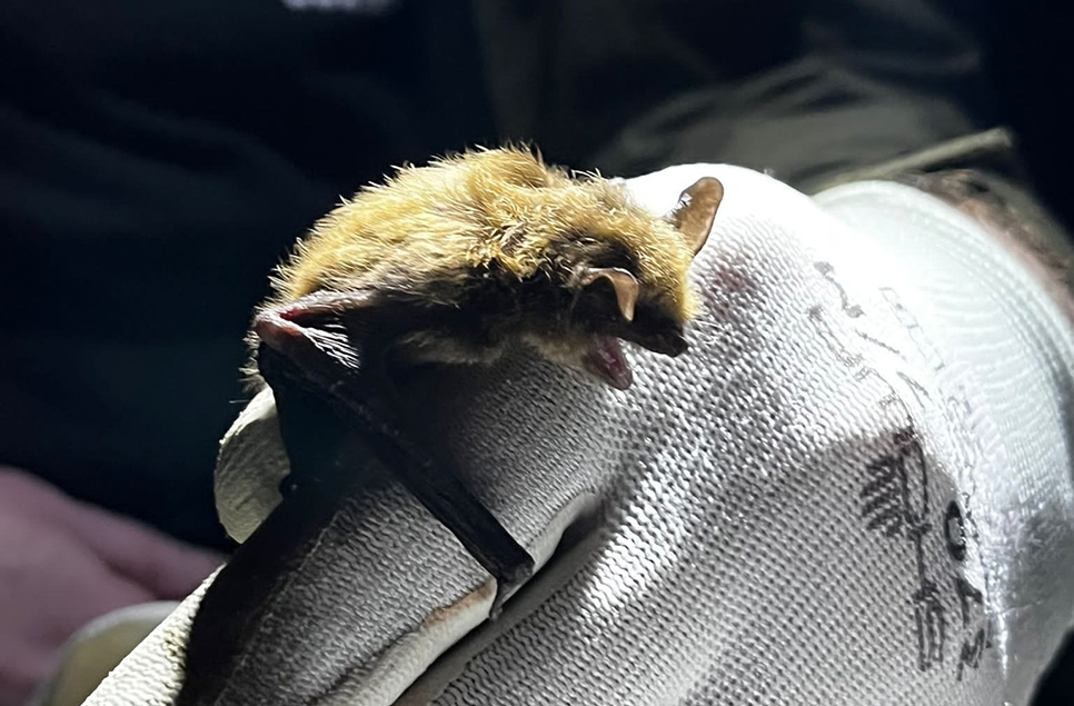 Bat trapping and grass snakes