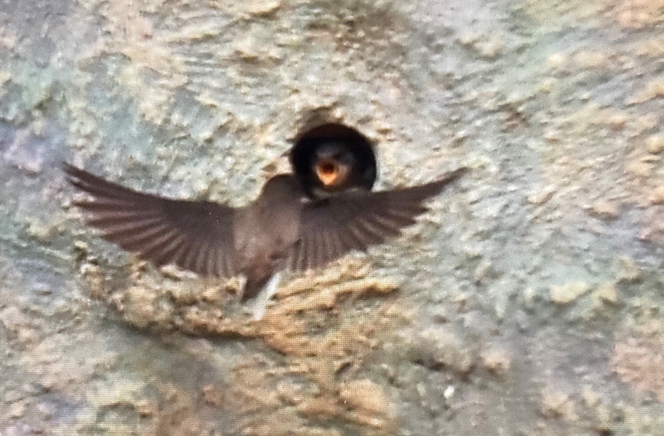 The first sand martin chicks have been spotted