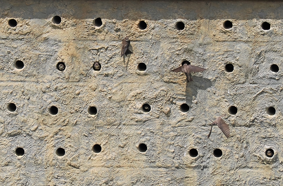 Sand martin chicks © Christopher Bill 966x635.jpg