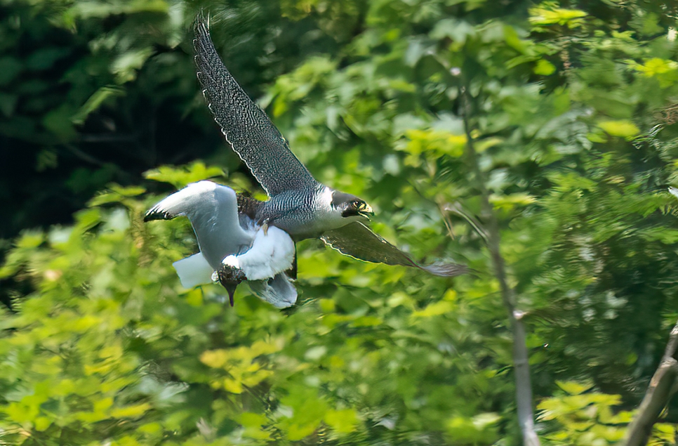 Peregrine with BHgull Alec Pelling 966x635.jpg