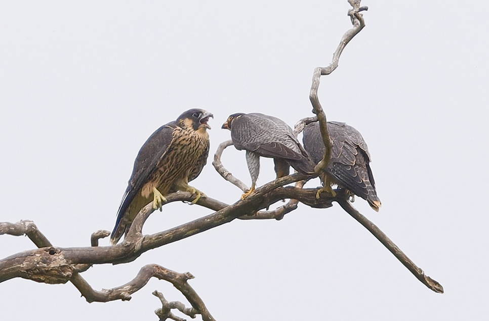 Peregrine young on Offham hangar