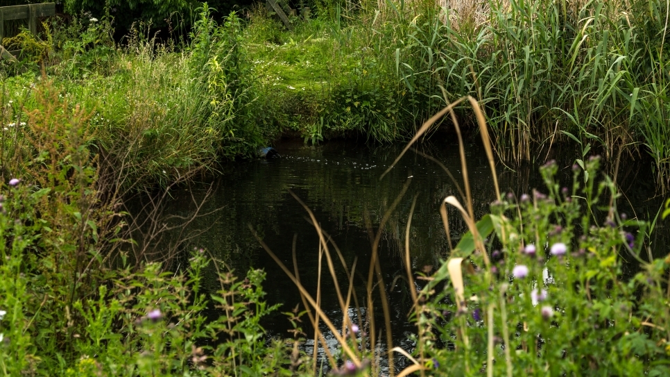 Wetland Word of the Week 18