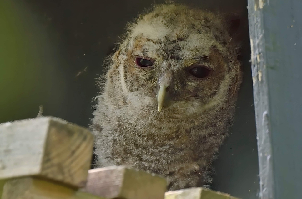 AR TAWNY OWLET pic 2 966x635 RCollins.jpg