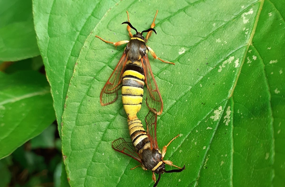 Bees, bugs and lunar hornet moths