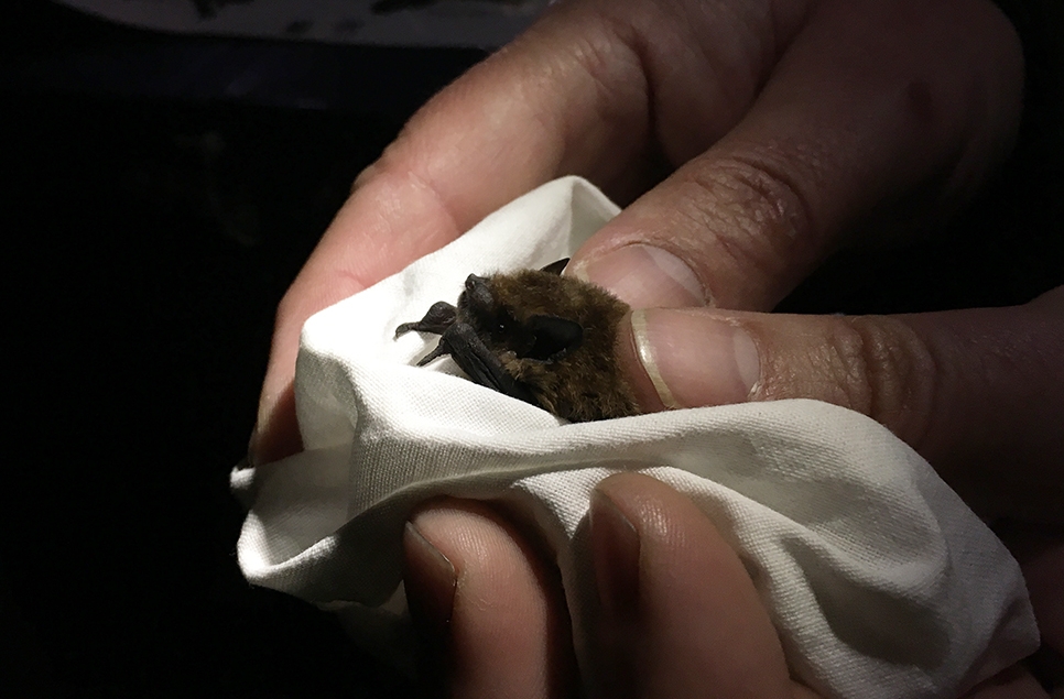 Soprano Pipistrelle bat In Hand 966x635.jpg