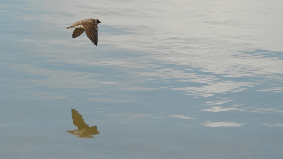 Wetland Word of the Week 19