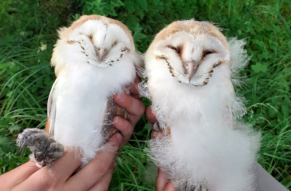 Owls well at WWT Arundel