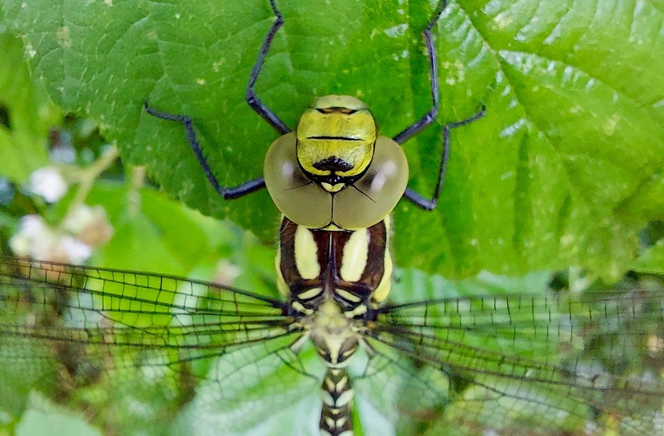 A day in the life of a newly emerged dragonfly