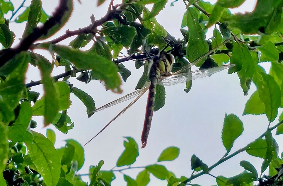 Hawker perching 4 - Kate Ferguson 966x635.jpg