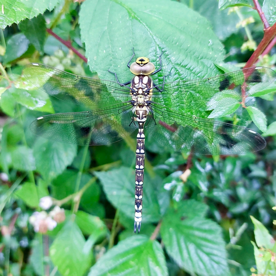 Hawker perching markings - Kate Ferguson 966x966.jpg