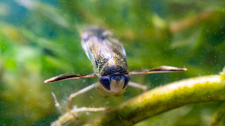 water_boatman_717x403.jpg