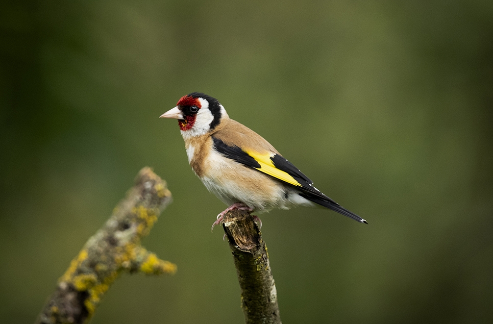 Wildlife Sightings - 09/09/2024