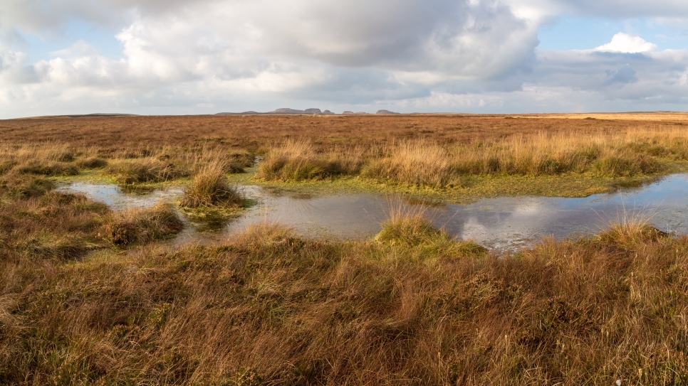 Wetland Word of the Week 23