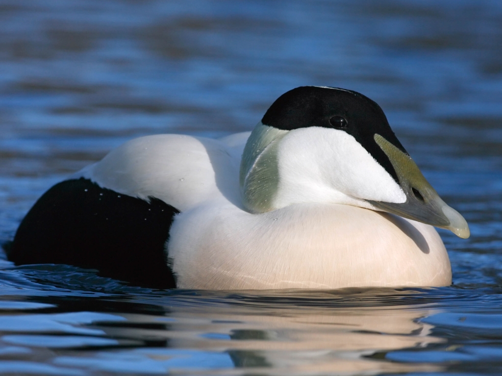 Close up of an eider duck