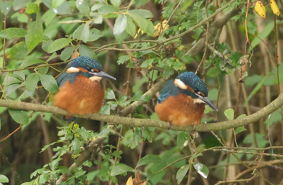 Trio of kingfishers fledge