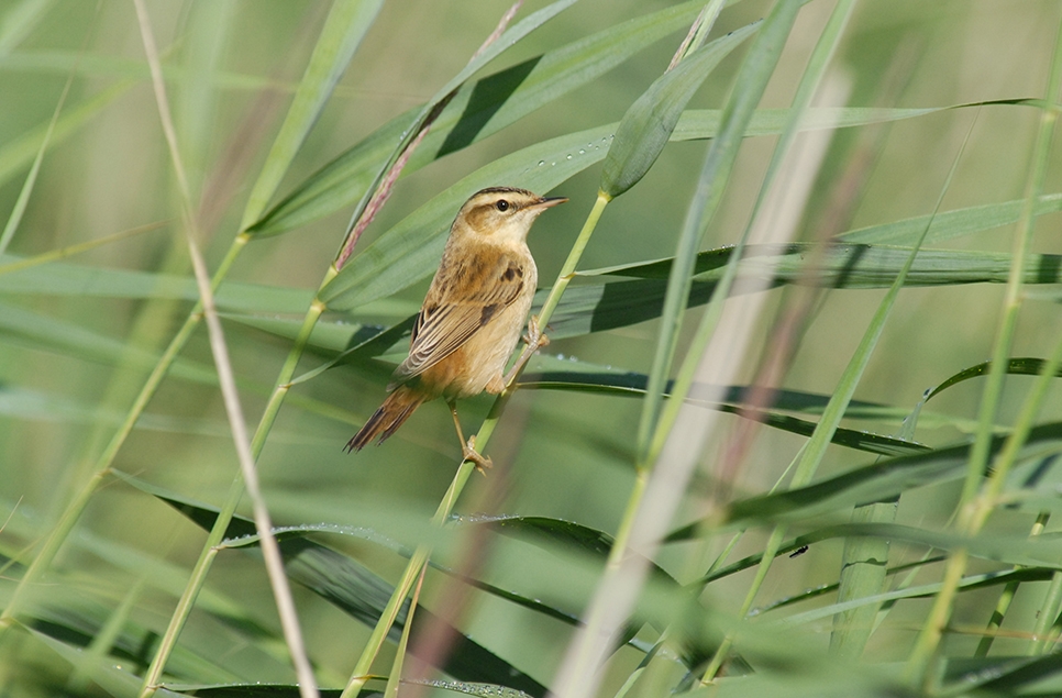 sedge warbler in green reeds.jpg