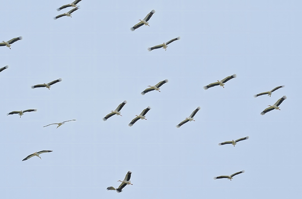 Stork Migration Flyover