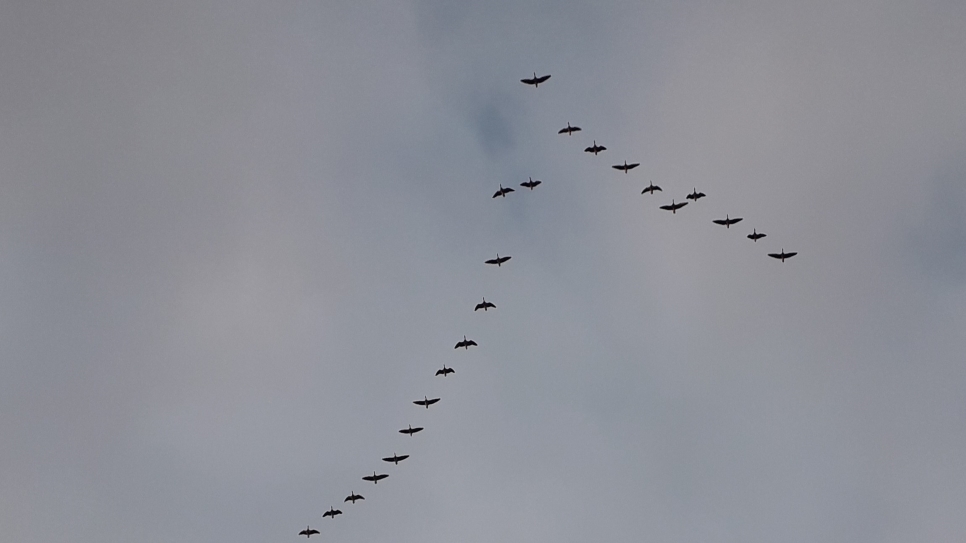 View: Goose Breakfast at the Boathouse