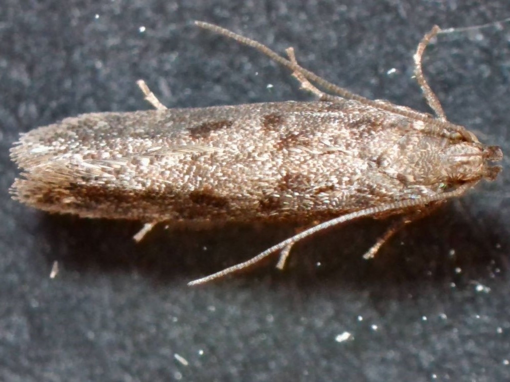 New-for-Ireland moth species recorded at WWT Castle Espie 