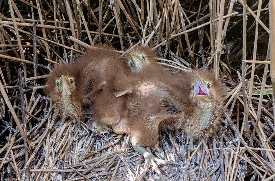 A summer of wildlife on our reserves