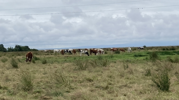 Clear difference in grazing limit seen in pasture boundary (2).jpg