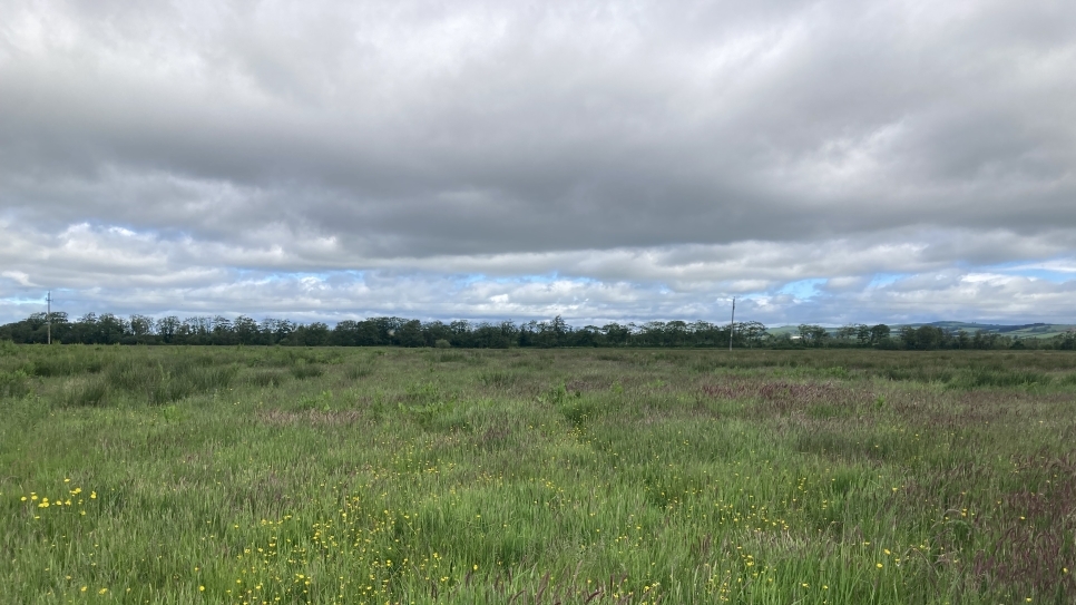 Who needs fences? Part 2: The Wilder, Wetter Caerlaverock Diaries no.5