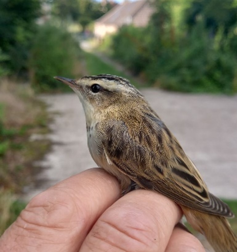 Bird ringing sedge warbler.jpg