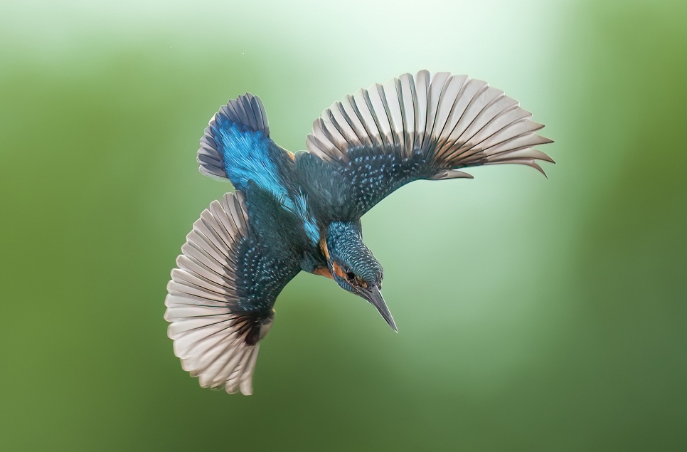 Kingfishers and Cattle egret chicks