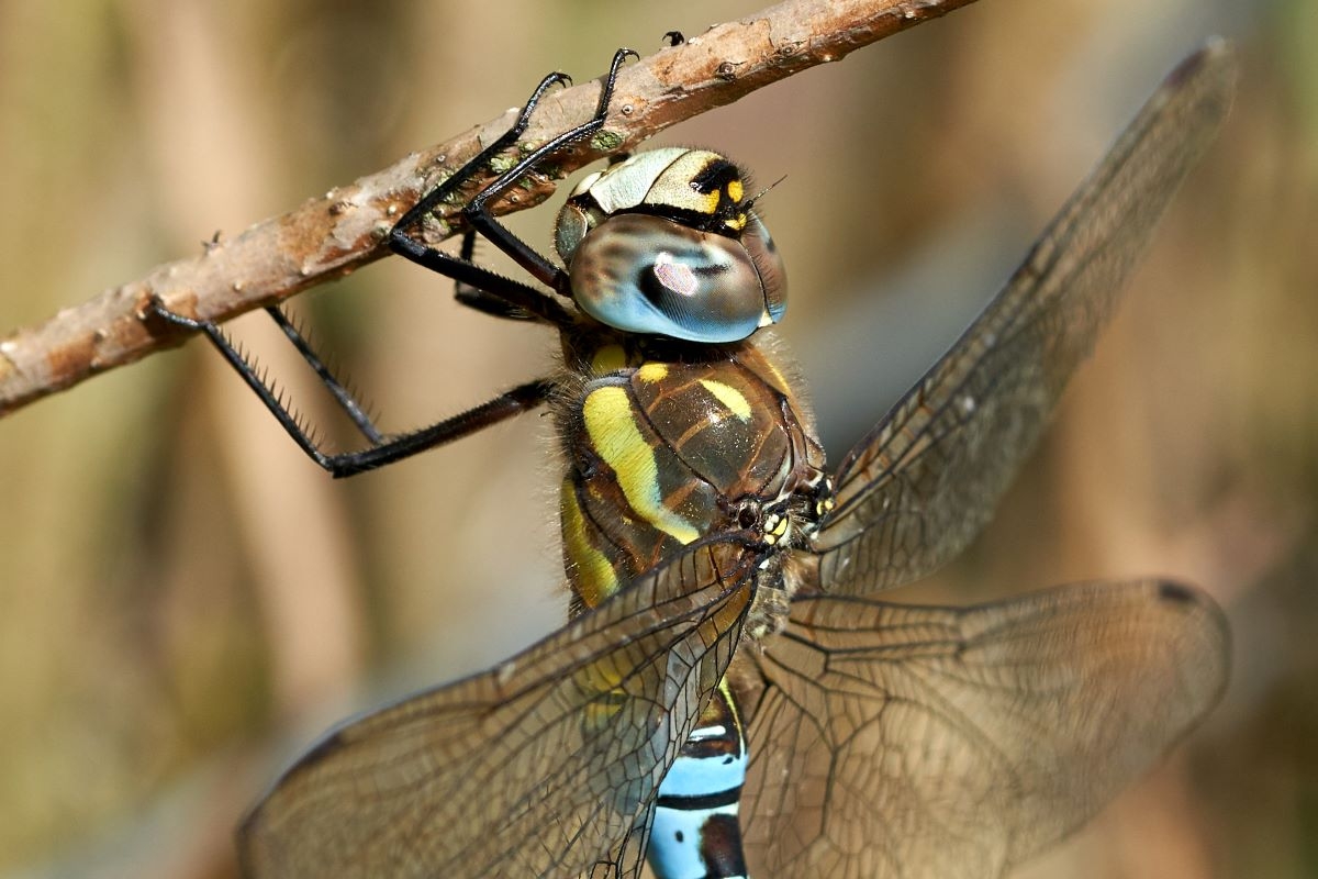 WE Migrant Hawker cropped head view Sept 2019 Kim Tarsey-scr.jpg