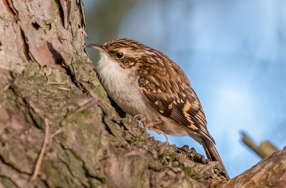 Tree creeper - Ian Henderson - Dec 23 (2) 966x635.jpg