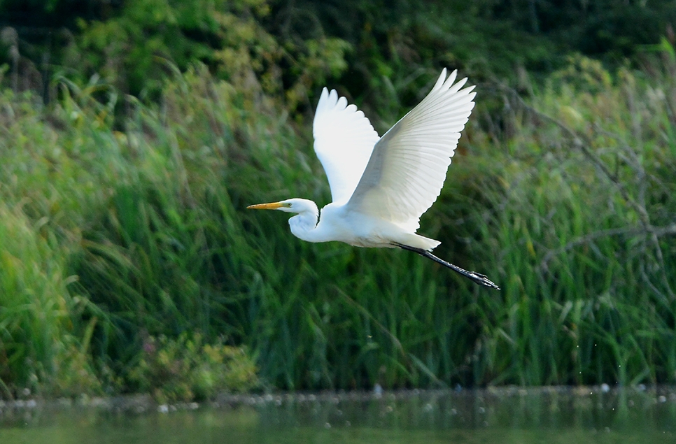 Egrets and  an Eagle