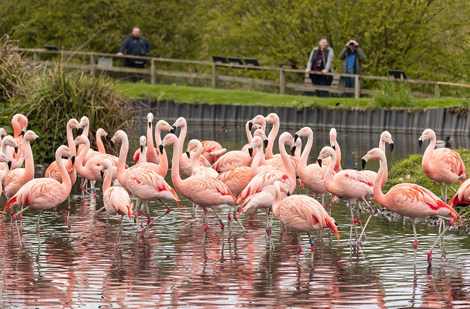 Flamingos with visitors - Becs 2 966x635.jpg